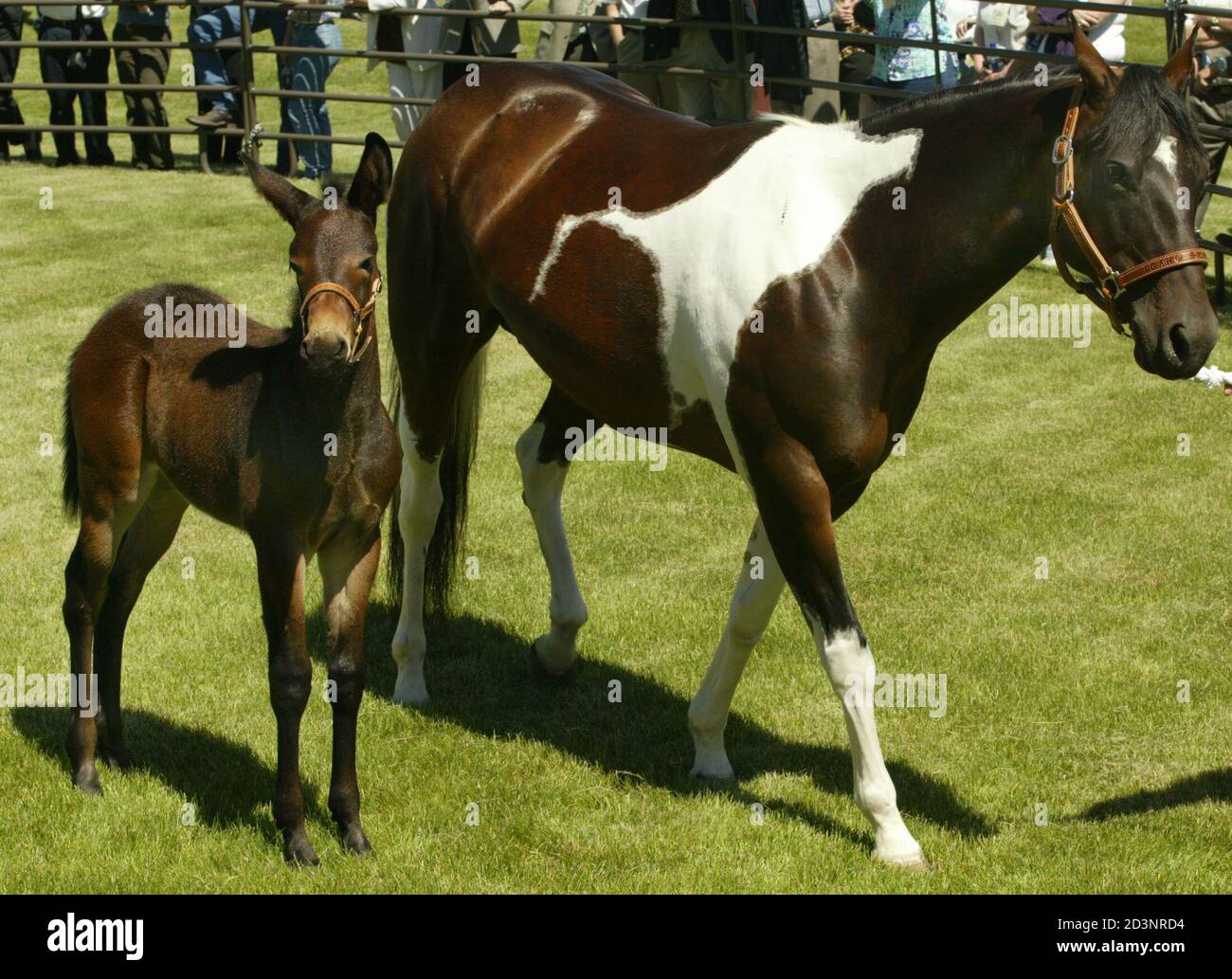 Idaho Gem (L), the first successful equine clone in the world, follows its  surrogate mother Idaho Syringa (R) in a corral at Idaho Gem's unveiling at  the University of Idaho (U.I.) in
