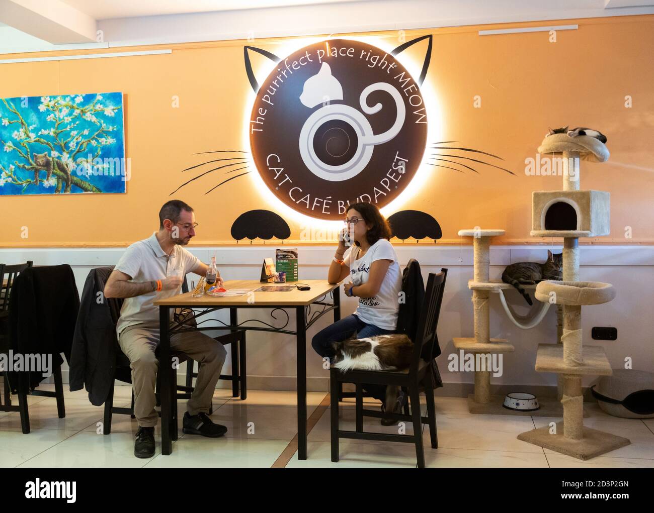 Cat café à Budapest, Hongrie Banque D'Images