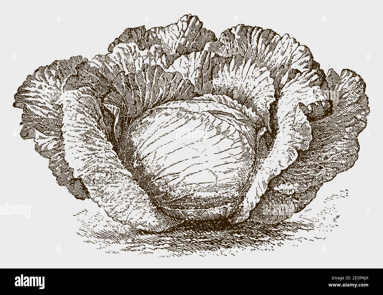 Variété de chou plat tardif. Illustration après une gravure antique du XIXe siècle Illustration de Vecteur