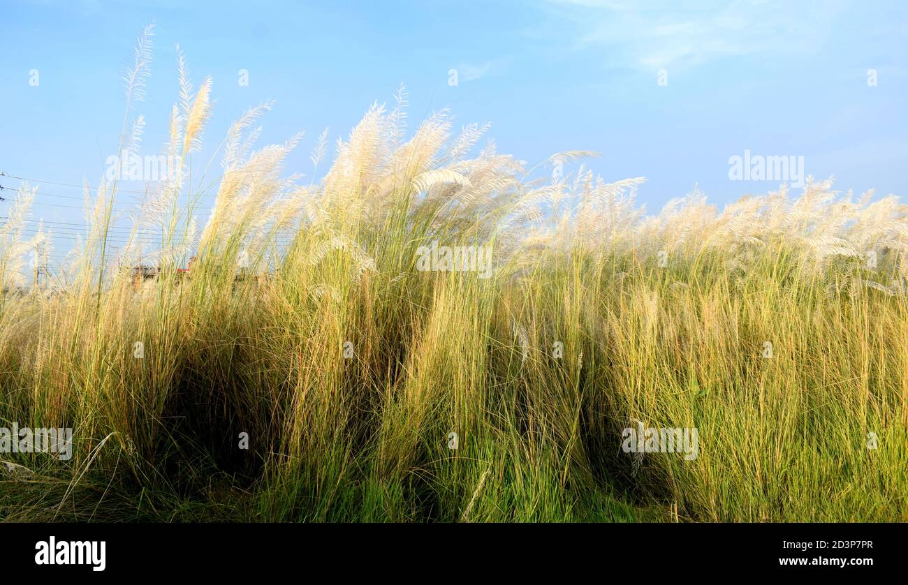 Un magnifique paysage naturel avec fleur de chat avec fond vert, fleur de kash. Banque D'Images