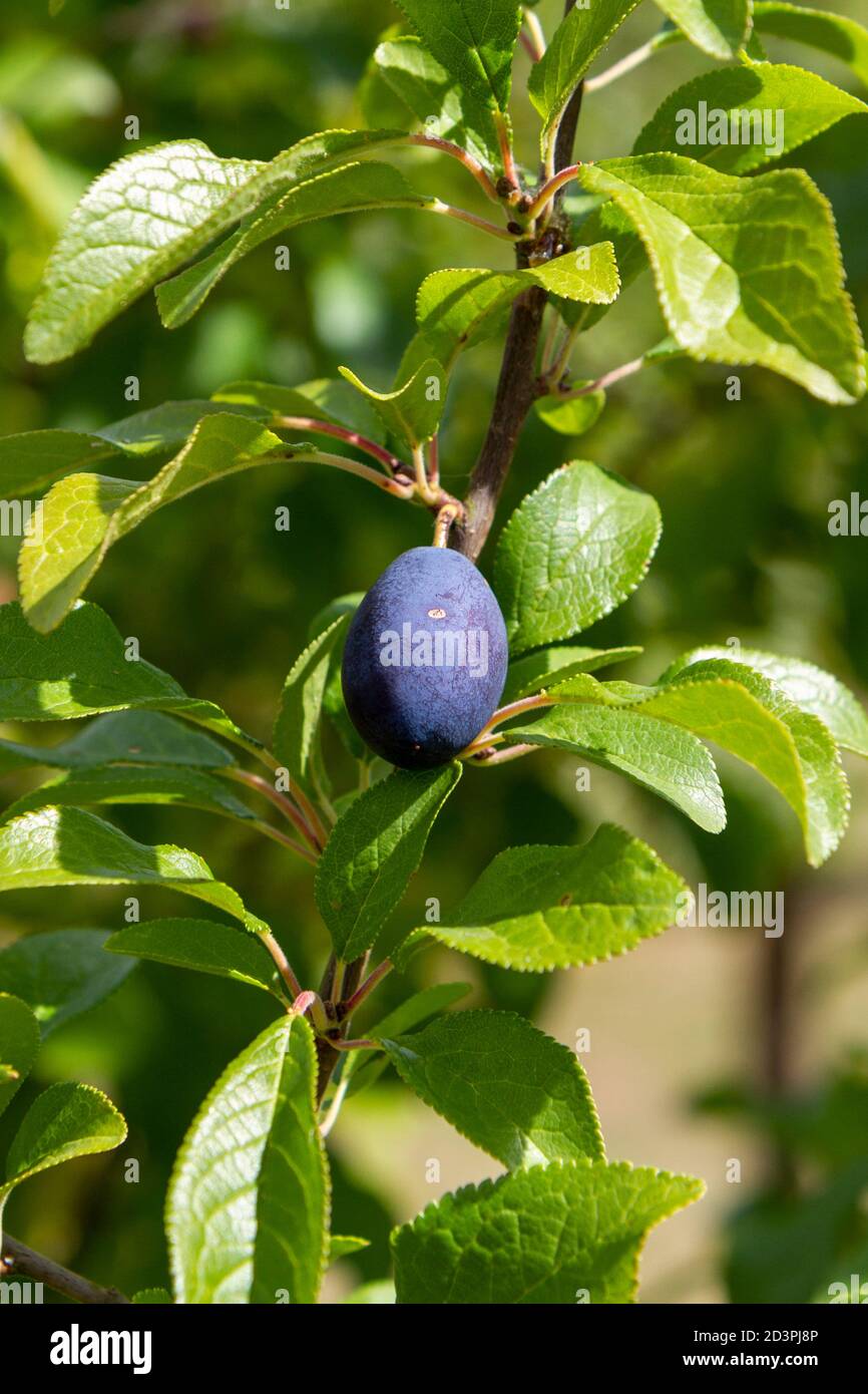 Le fruit pourpre sur un Shropshire Damson (ou juste Damson ) 'Prunus intitia' dans le jardin clos Tudor, Barns de Temple de Caring, Essex, Royaume-Uni. Banque D'Images