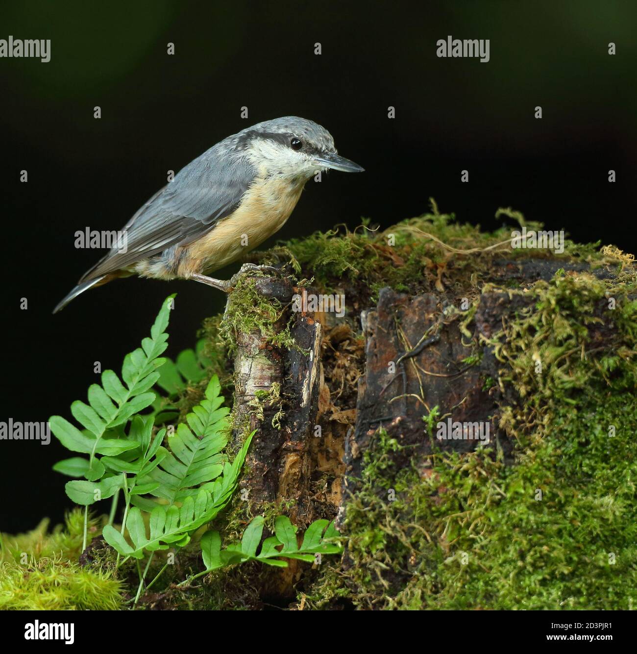 Portrait d'un Nuthatch eurasien ( Sitta Europaea ) à la recherche de noix dans les bois gallois. Prise près de Llanidloes, pays de Galles, en août 2020. Banque D'Images