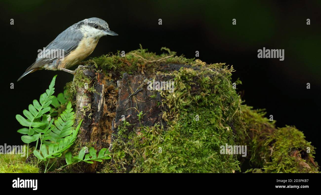 Portrait d'un Nuthatch eurasien ( Sitta Europaea ) à la recherche de noix dans les bois gallois. Prise près de Llanidloes, pays de Galles, en août 2020. Banque D'Images