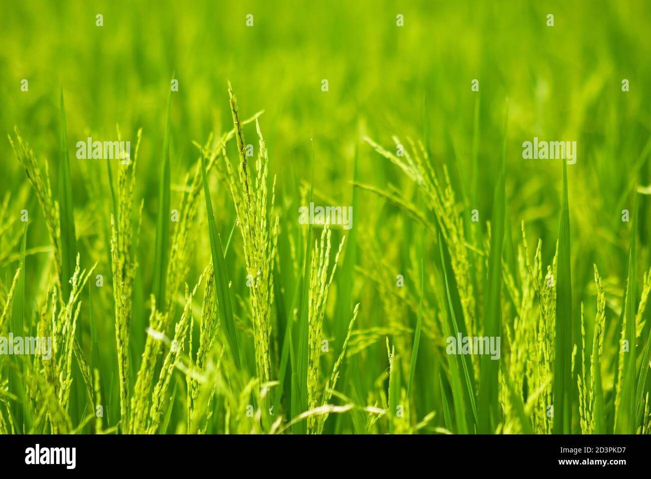 Champ de culture de riz vert pour bébé au Bangladesh pour le riz de fond Banque D'Images