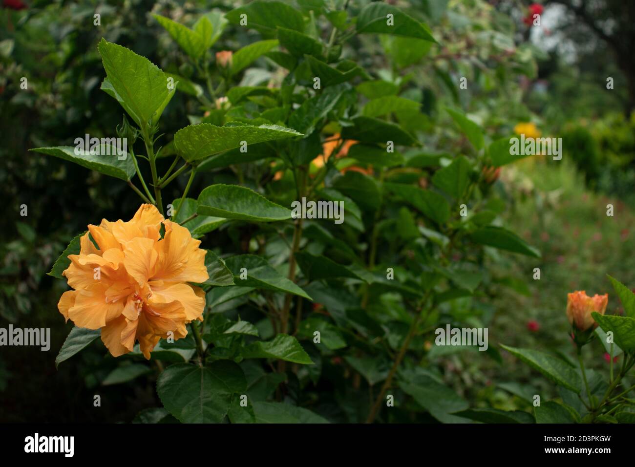 Hibiscus chine rose hibiscus hawaïen rose de la malow et de la plante de noir de chaussures Banque D'Images