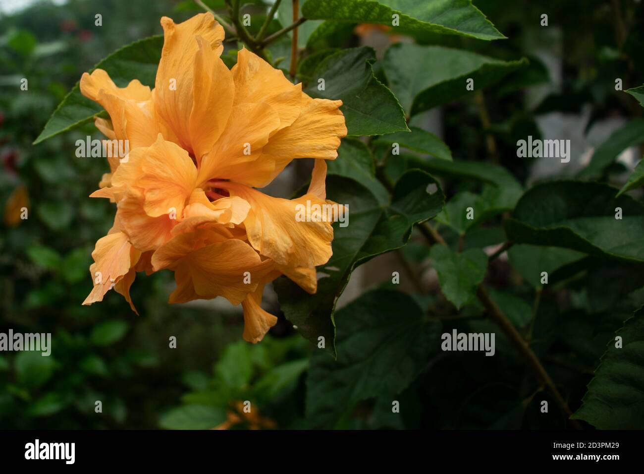 Hibiscus chinois ou plante de Shoeblack Hibiscus hawaïen rose Banque D'Images