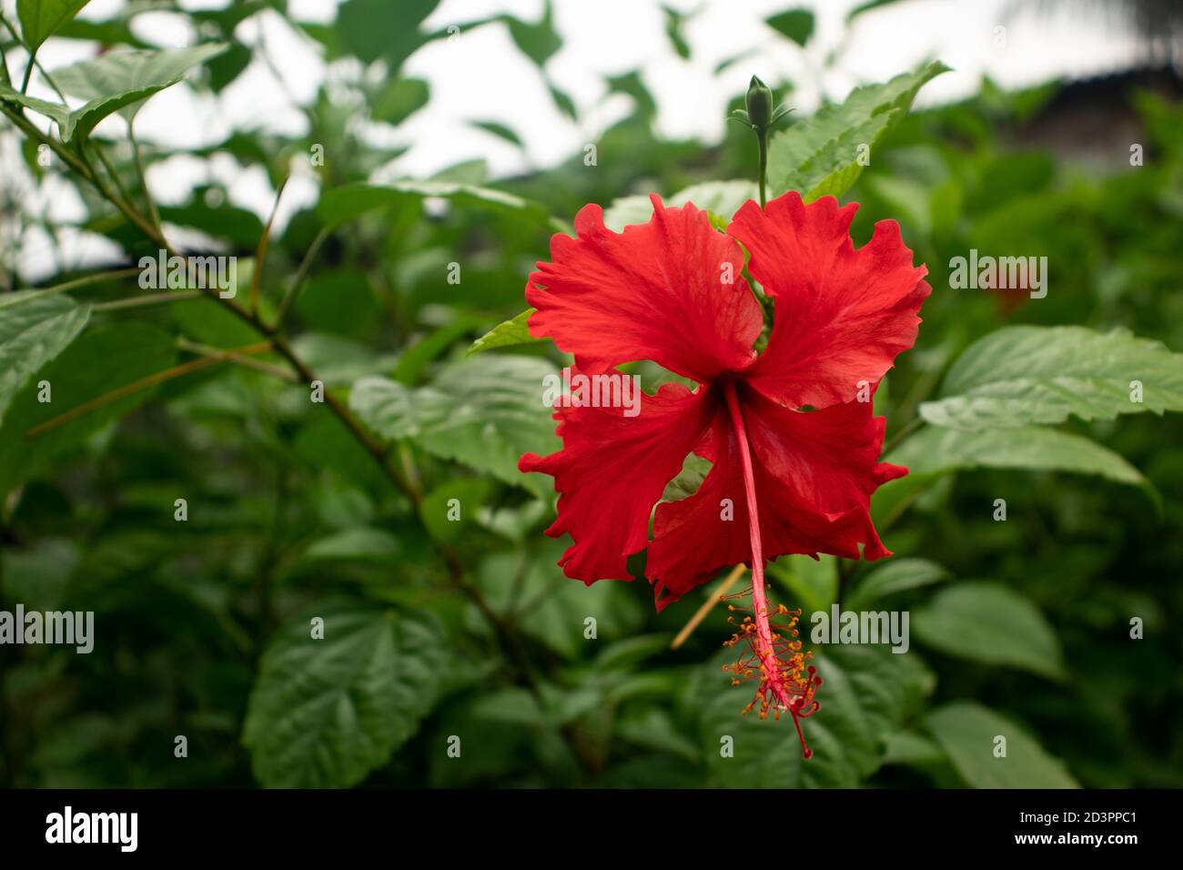 Fleur de joba ou fleur d'hibiscus rouge (rose de chine) Banque D'Images