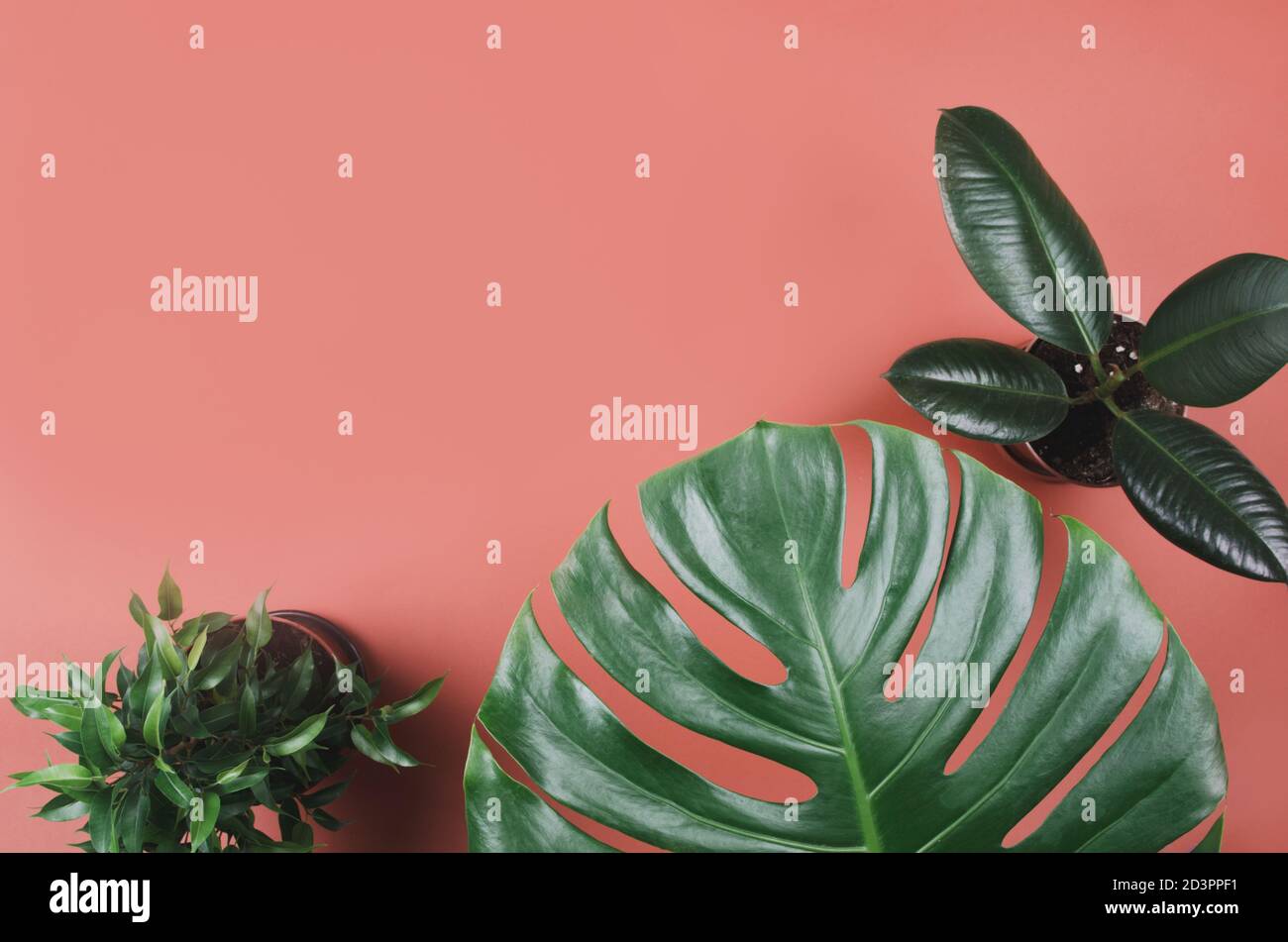 Cadre exotique de plantes tropicales avec monstère et ficus sur rouge arrière-plan Banque D'Images