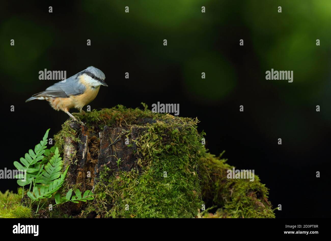 Portrait d'un Nuthatch eurasien ( Sitta Europaea ) à la recherche de noix dans les bois gallois. Prise près de Llanidloes, pays de Galles, en août 2020. Banque D'Images