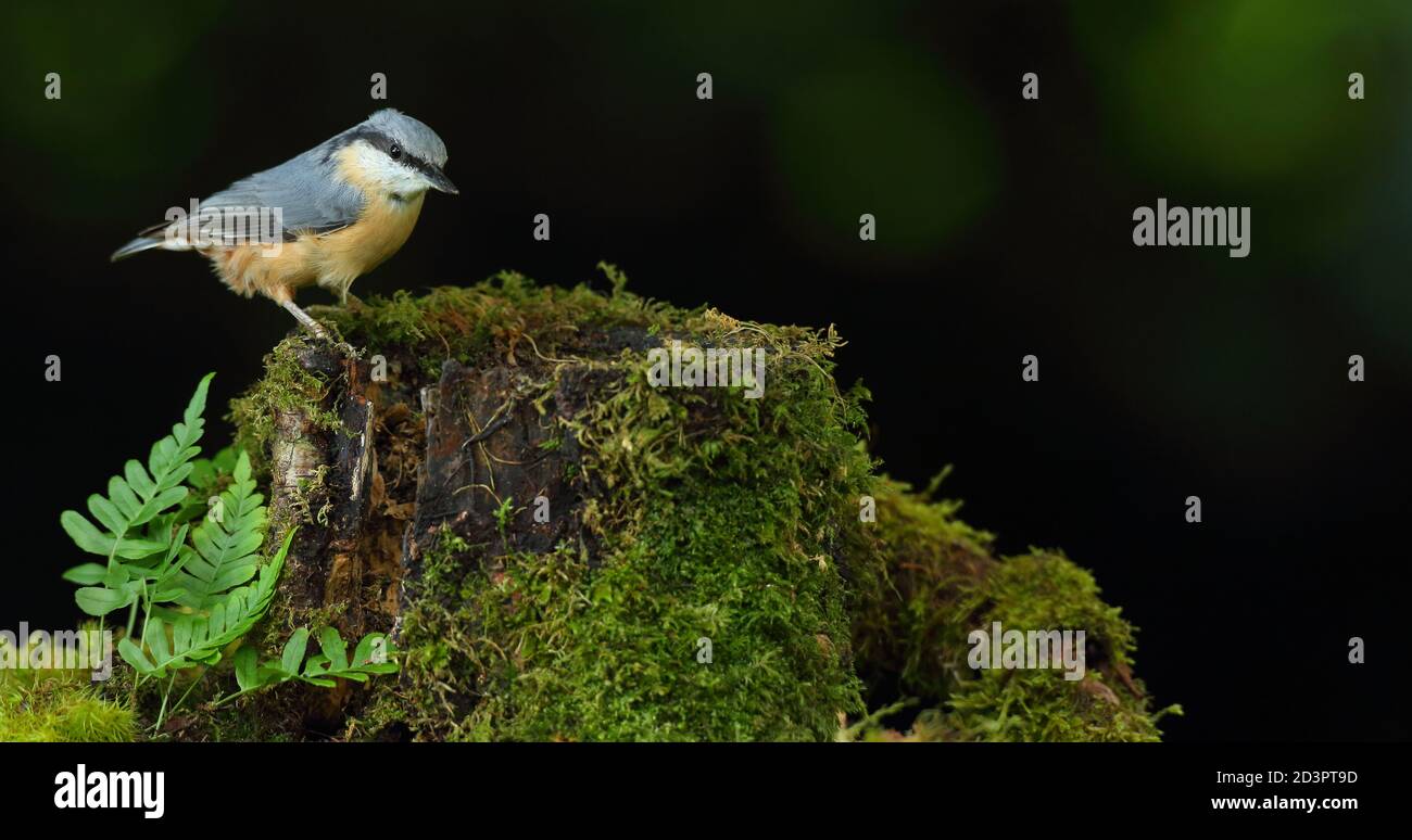 Portrait d'un Nuthatch eurasien ( Sitta Europaea ) à la recherche de noix dans les bois gallois. Prise près de Llanidloes, pays de Galles, en août 2020. Banque D'Images