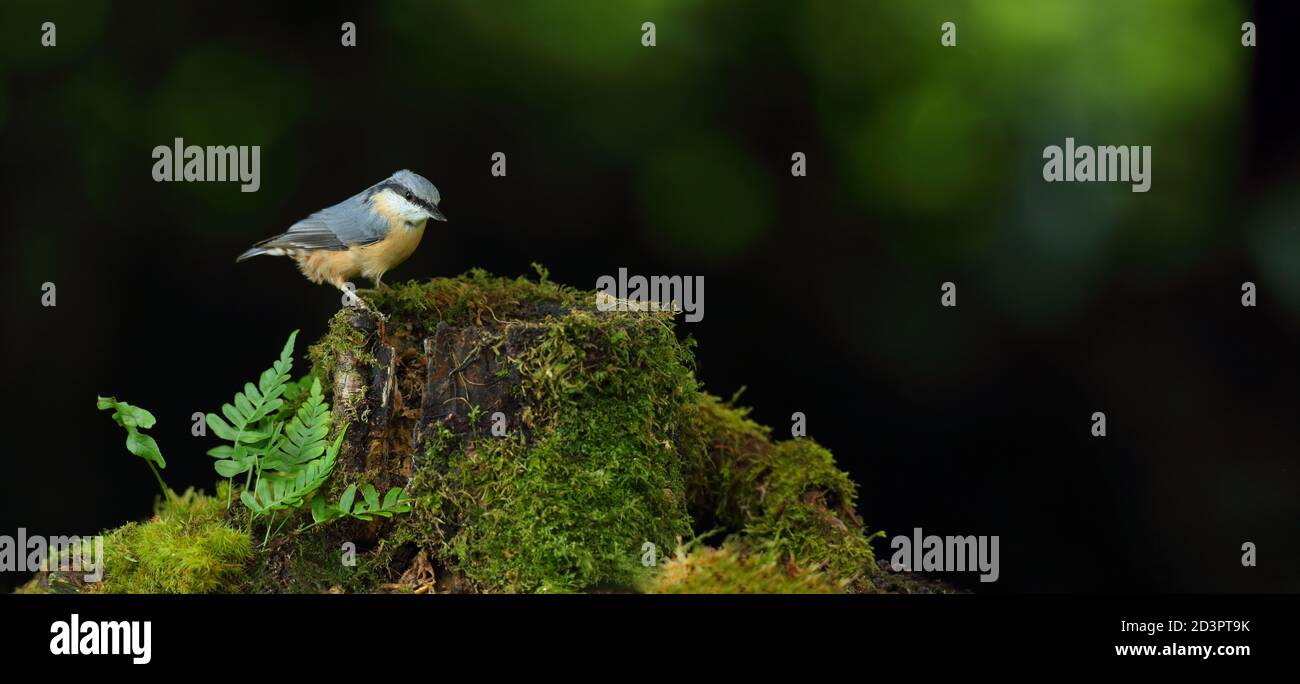 Portrait d'un Nuthatch eurasien ( Sitta Europaea ) à la recherche de noix dans les bois gallois. Prise près de Llanidloes, pays de Galles, en août 2020. Banque D'Images