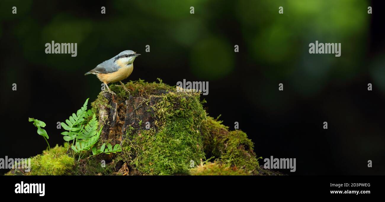 Portrait d'un Nuthatch eurasien ( Sitta Europaea ) à la recherche de noix dans les bois gallois. Prise près de Llanidloes, pays de Galles, en août 2020. Banque D'Images