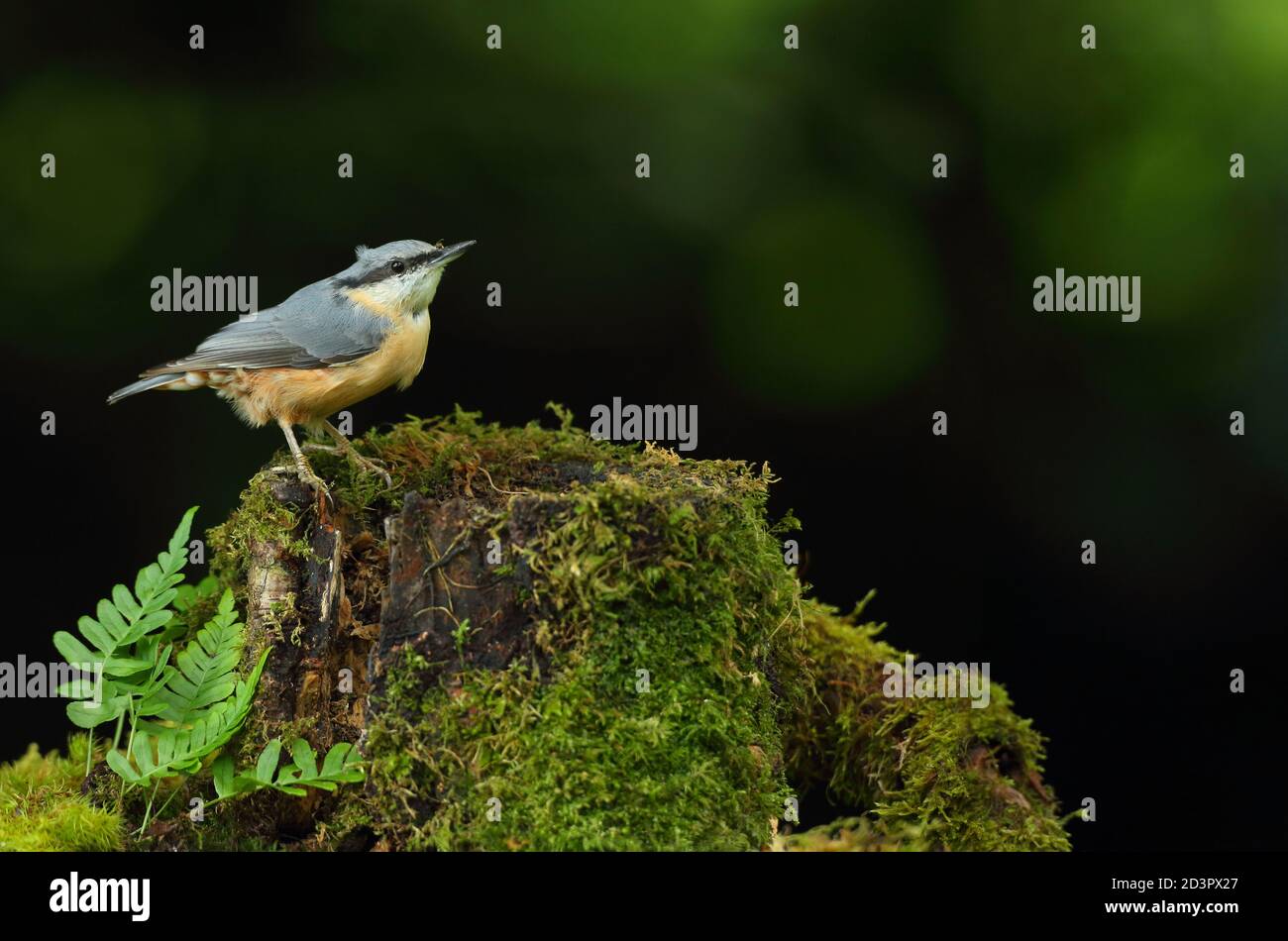 Portrait d'un Nuthatch eurasien ( Sitta Europaea ) à la recherche de noix dans les bois gallois. Prise près de Llanidloes, pays de Galles, en août 2020. Banque D'Images