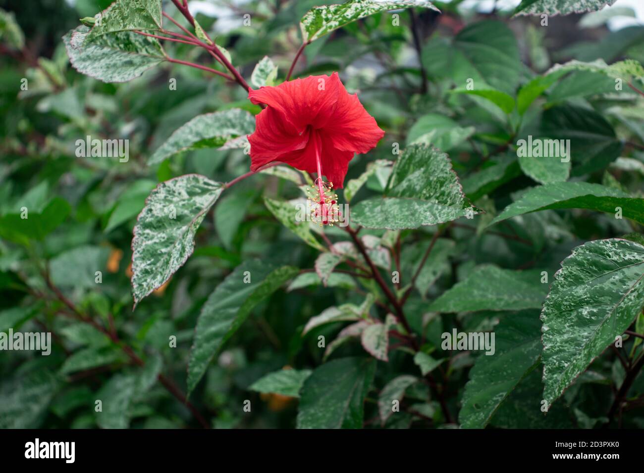 Fleur d'hibiscus rouge (rose de chine) ou fleur de Joba Banque D'Images