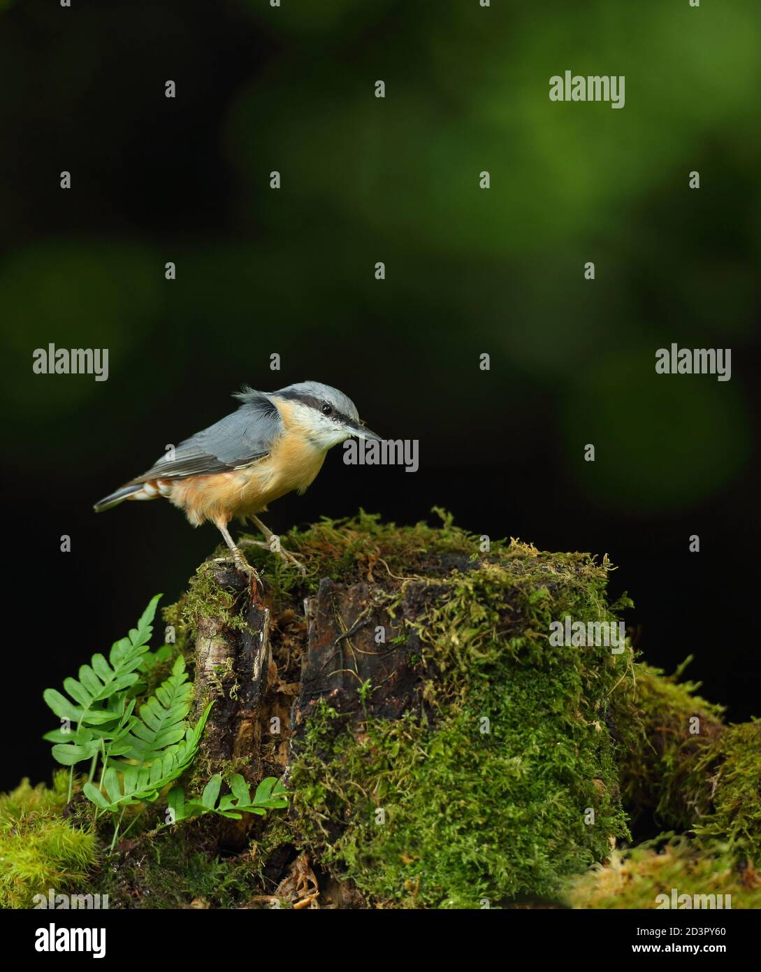 Image d'une Nuthatch eurasienne ( Sitta Europaea ) perchée dans un habitat boisé typique tout en cachant des noix pour l'automne. Banque D'Images