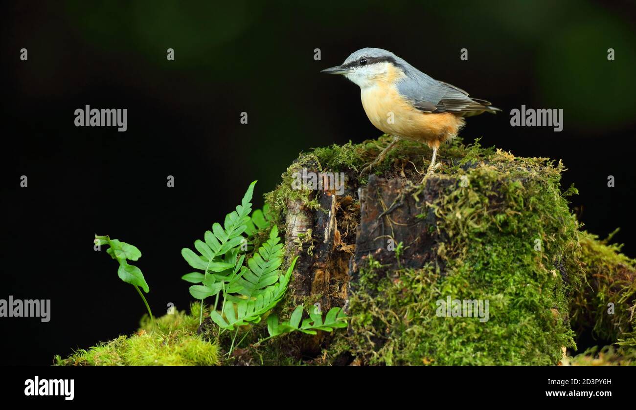 Portrait d'un Nuthatch eurasien ( Sitta Europaea ) à la recherche de noix dans les bois gallois. Prise près de Llanidloes, pays de Galles, en août 2020. Banque D'Images