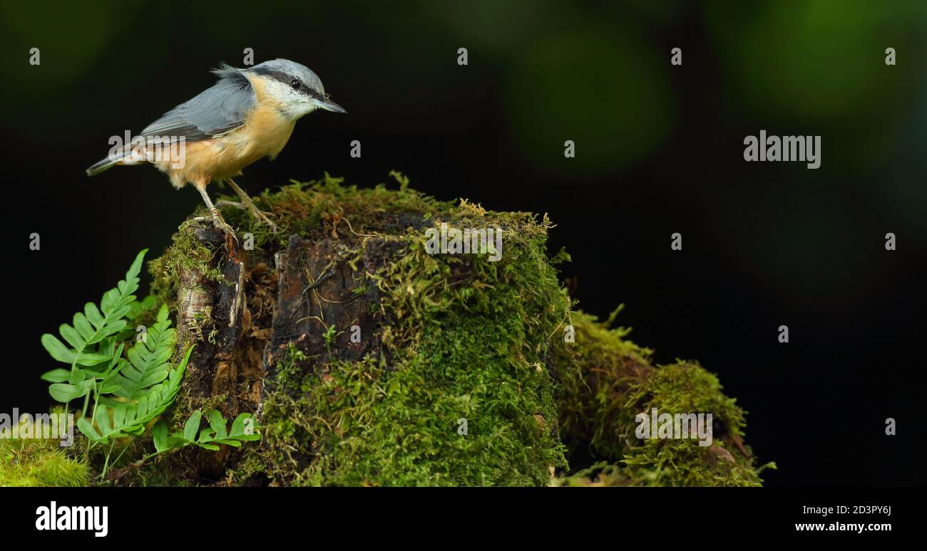 Portrait d'un Nuthatch eurasien ( Sitta Europaea ) à la recherche de noix dans les bois gallois. Prise près de Llanidloes, pays de Galles, en août 2020. Banque D'Images