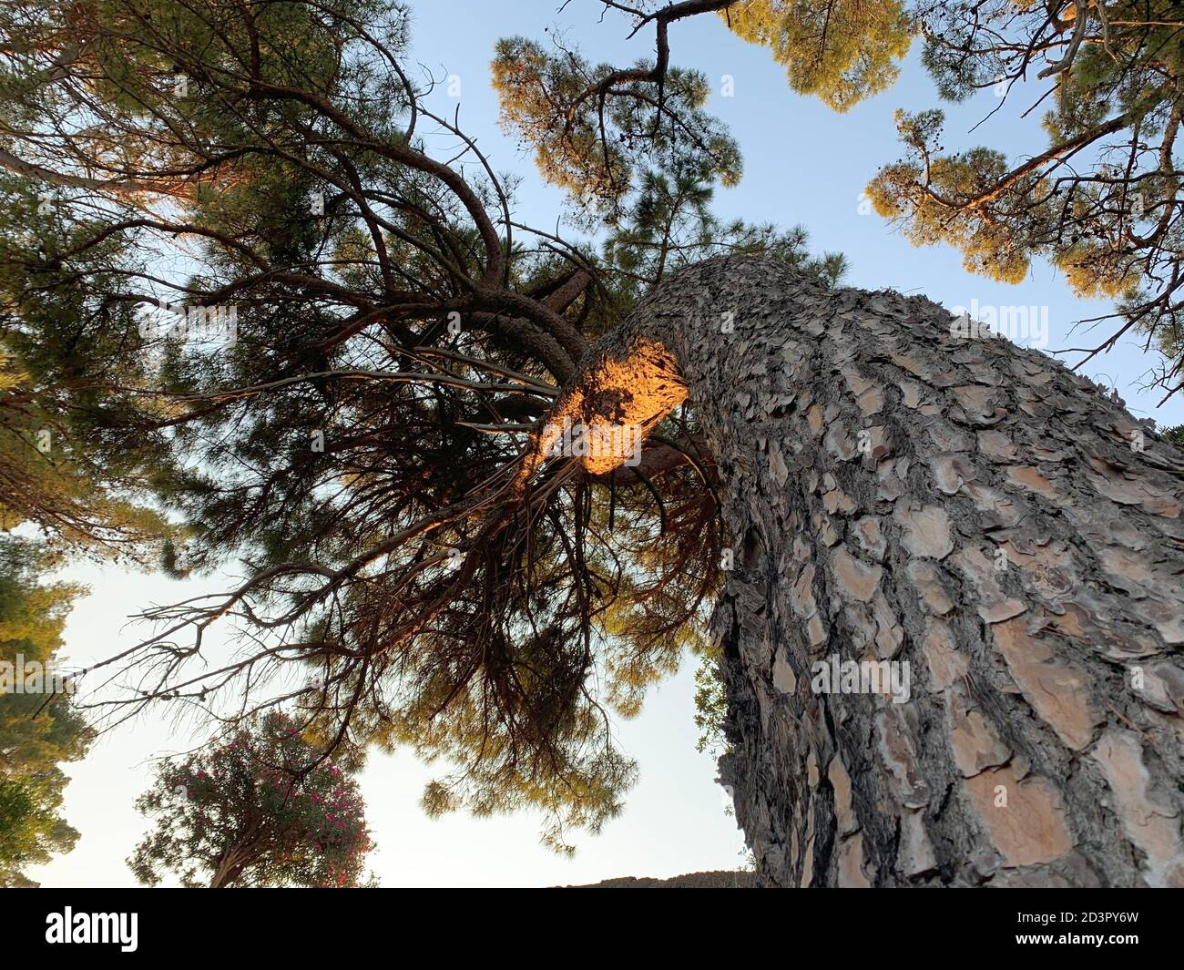 Immense pin vert de crone méditerranéen avec aiguilles vert clair dans la forêt de conifères, texture rugueuse d'écorce rouge Banque D'Images