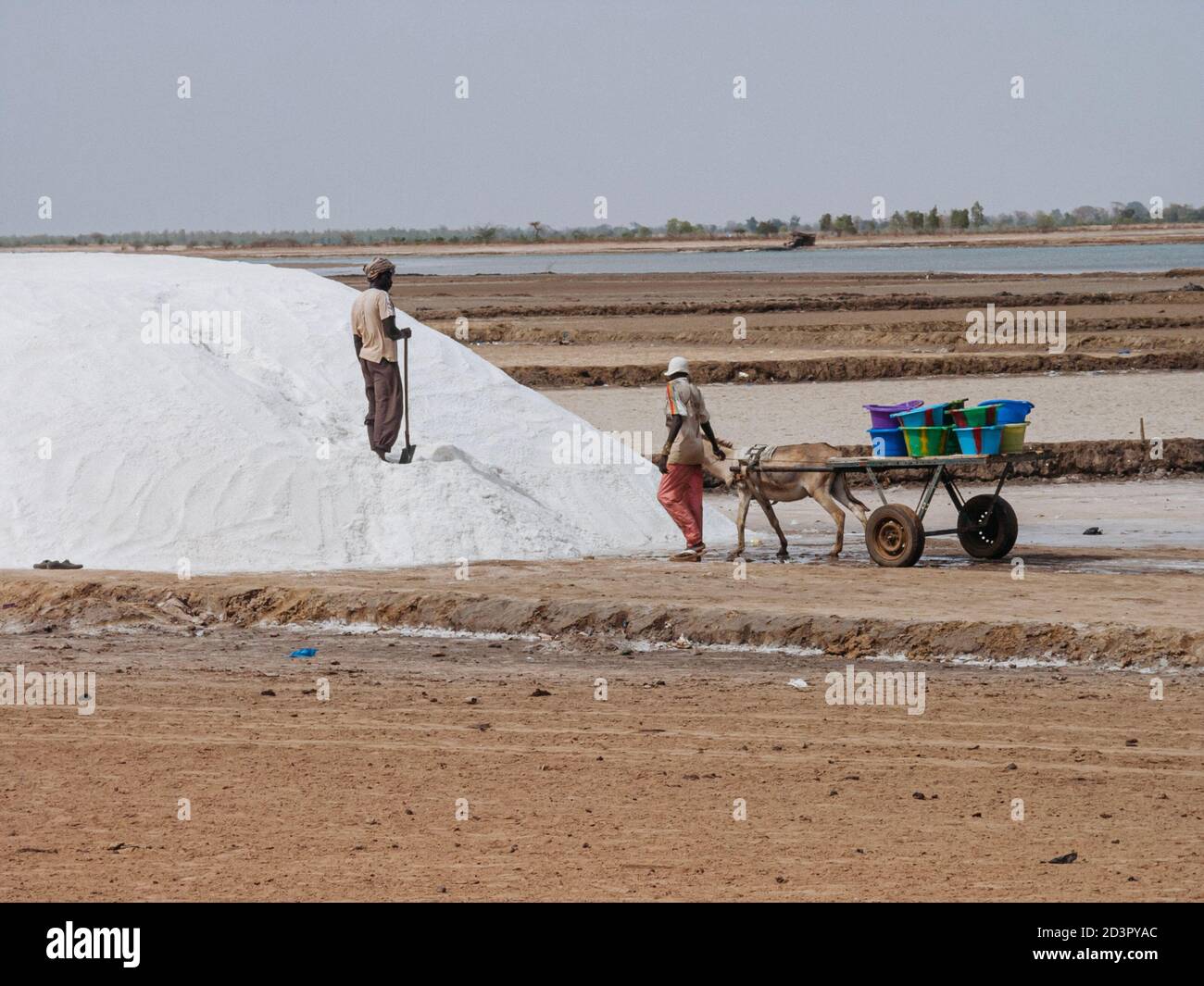Une équipe de travailleurs récolte du sel dans les plaines de Fatick Sénégal Banque D'Images
