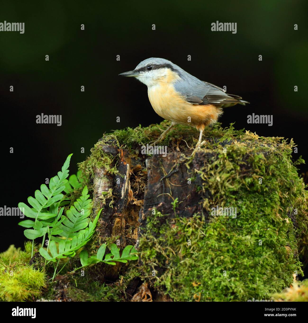 Portrait d'un Nuthatch eurasien ( Sitta Europaea ) à la recherche de noix dans les bois gallois. Prise près de Llanidloes, pays de Galles, en août 2020. Banque D'Images