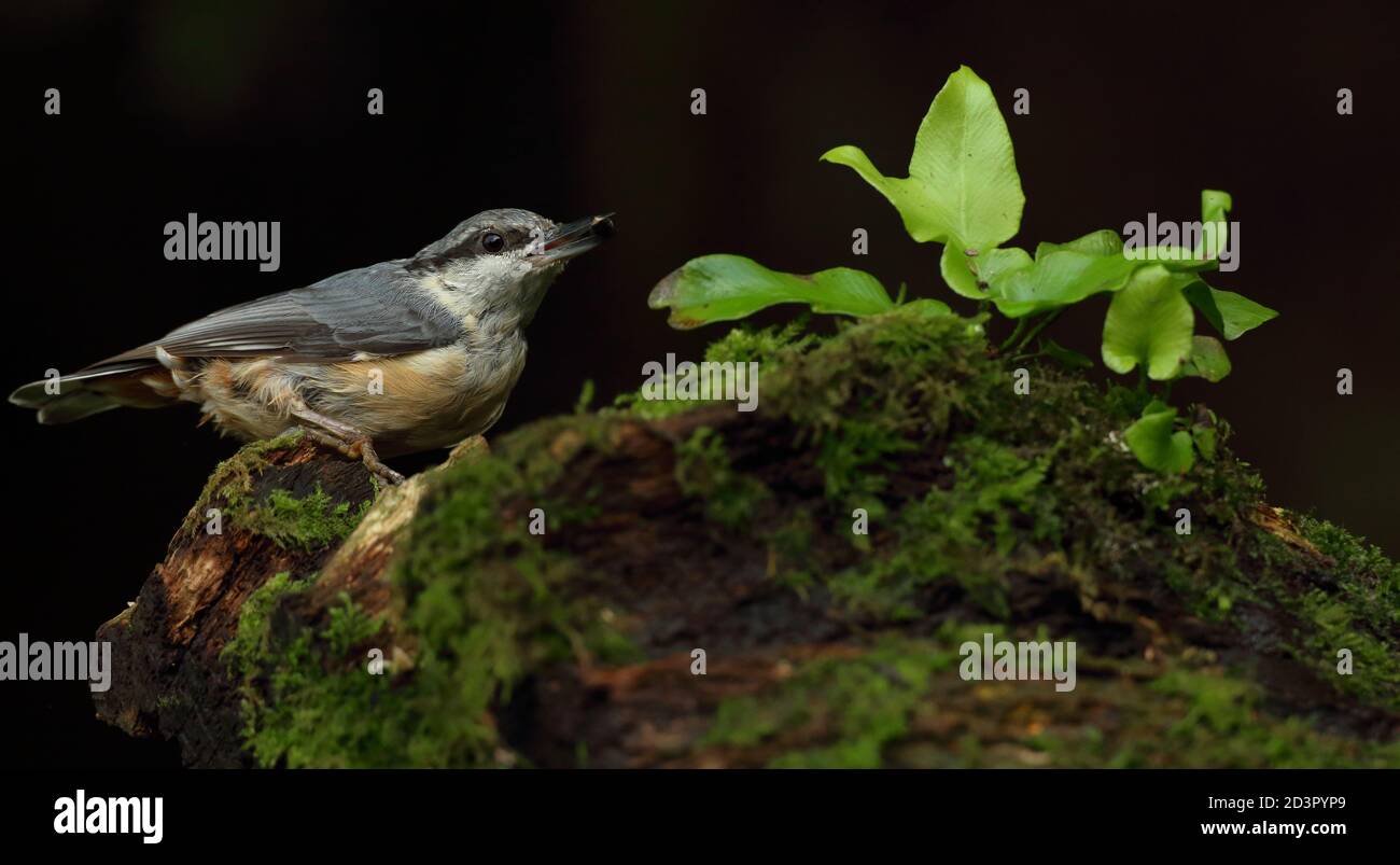Portrait d'un Nuthatch eurasien ( Sitta Europaea ) à la recherche de noix dans les bois gallois. Prise près de Llanidloes, pays de Galles, en août 2020. Banque D'Images