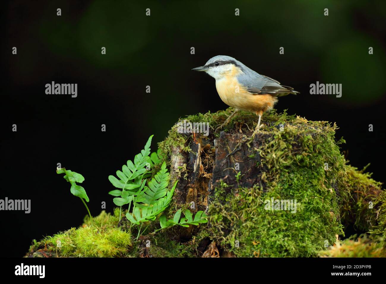 Portrait d'un Nuthatch eurasien ( Sitta Europaea ) à la recherche de noix dans les bois gallois. Prise près de Llanidloes, pays de Galles, en août 2020. Banque D'Images