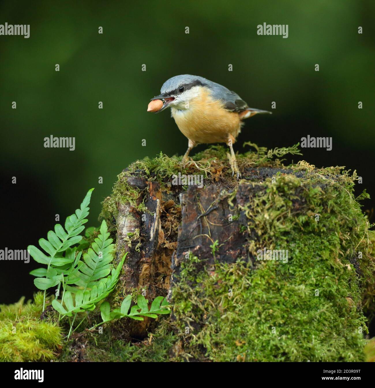 Portrait d'un Nuthatch eurasien ( Sitta Europaea ) à la recherche de noix dans les bois gallois. Prise près de Llanidloes, pays de Galles, en août 2020. Banque D'Images