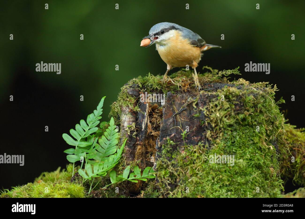 Portrait d'un Nuthatch eurasien ( Sitta Europaea ) à la recherche de noix dans les bois gallois. Prise près de Llanidloes, pays de Galles, en août 2020. Banque D'Images