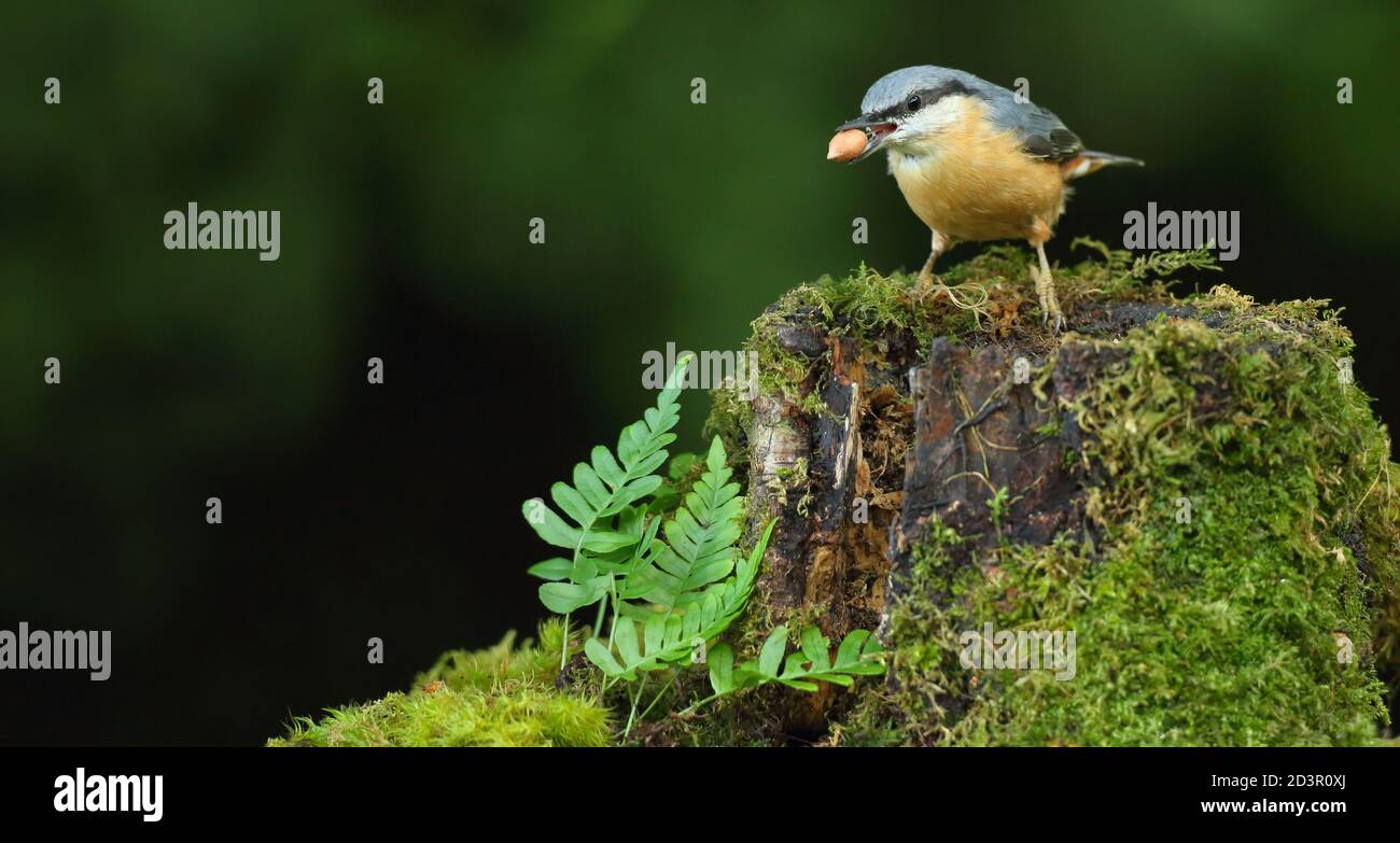 Portrait d'un Nuthatch eurasien ( Sitta Europaea ) à la recherche de noix dans les bois gallois. Prise près de Llanidloes, pays de Galles, en août 2020. Banque D'Images