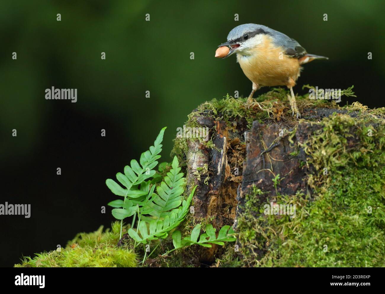 Portrait d'un Nuthatch eurasien ( Sitta Europaea ) à la recherche de noix dans les bois gallois. Prise près de Llanidloes, pays de Galles, en août 2020. Banque D'Images