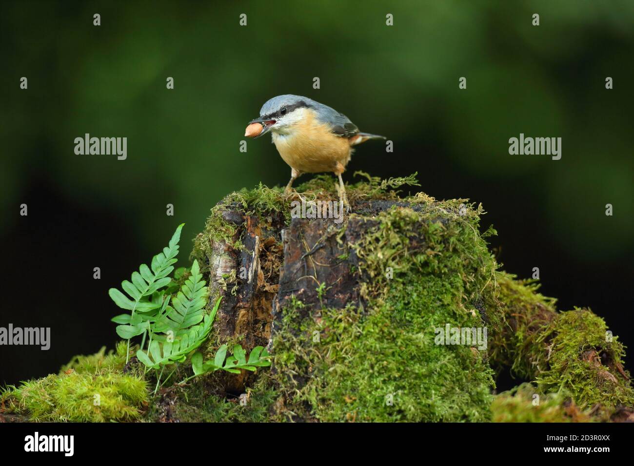 Portrait d'un Nuthatch eurasien ( Sitta Europaea ) à la recherche de noix dans les bois gallois. Prise près de Llanidloes, pays de Galles, en août 2020. Banque D'Images