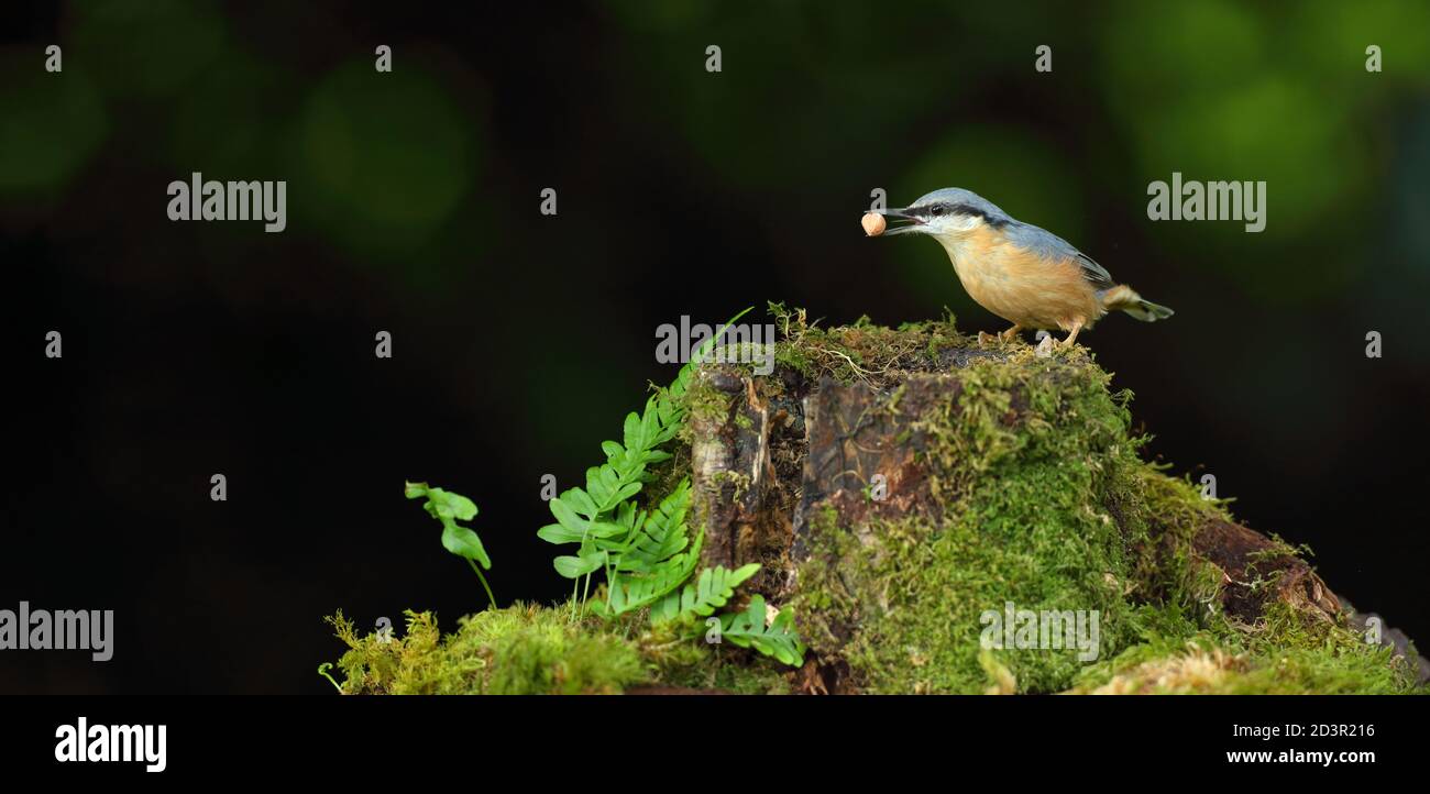 Portrait d'un Nuthatch eurasien ( Sitta Europaea ) à la recherche de noix dans les bois gallois. Prise près de Llanidloes, pays de Galles, en août 2020. Banque D'Images