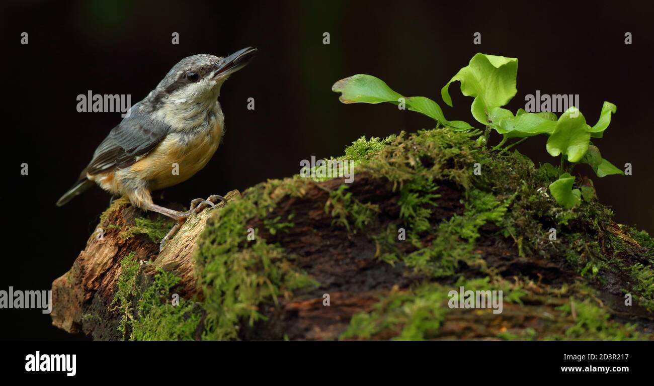 Portrait d'un Nuthatch eurasien ( Sitta Europaea ) à la recherche de noix dans les bois gallois. Prise près de Llanidloes, pays de Galles, en août 2020. Banque D'Images