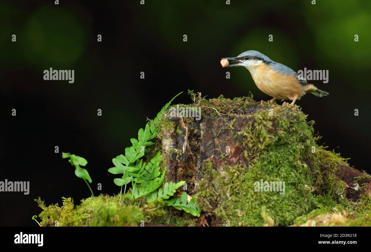 Portrait d'un Nuthatch eurasien ( Sitta Europaea ) à la recherche de noix dans les bois gallois. Prise près de Llanidloes, pays de Galles, en août 2020. Banque D'Images