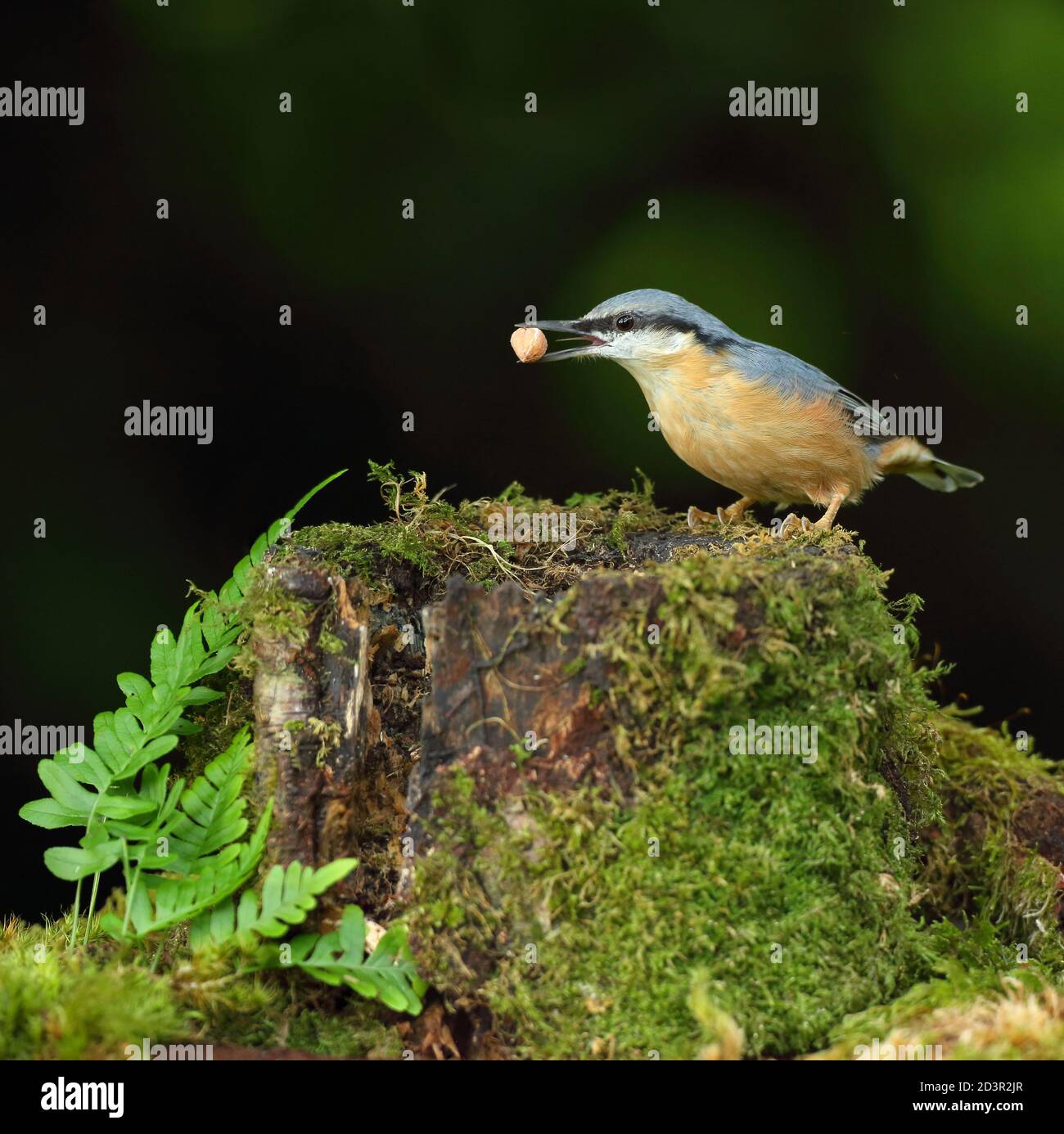 Portrait d'un Nuthatch eurasien ( Sitta Europaea ) à la recherche de noix dans les bois gallois. Prise près de Llanidloes, pays de Galles, en août 2020. Banque D'Images