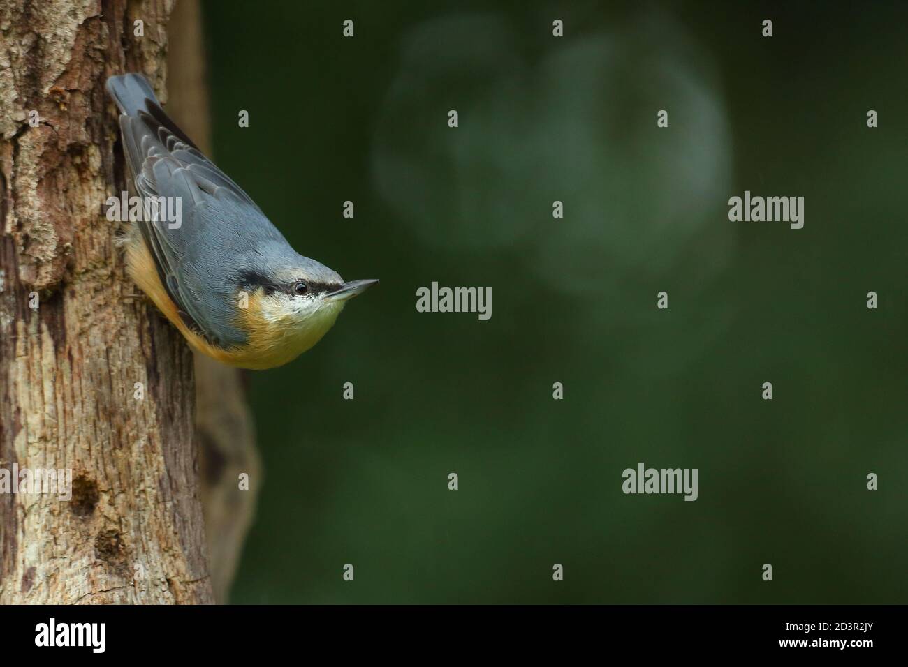 Portrait d'un Nuthatch eurasien ( Sitta Europaea ) à la recherche de noix dans les bois gallois. Prise près de Llanidloes, pays de Galles, en août 2020. Banque D'Images
