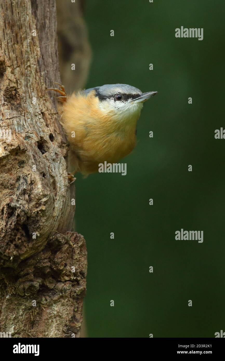 Portrait d'un Nuthatch eurasien ( Sitta Europaea ) à la recherche de noix dans les bois gallois. Prise près de Llanidloes, pays de Galles, en août 2020. Banque D'Images