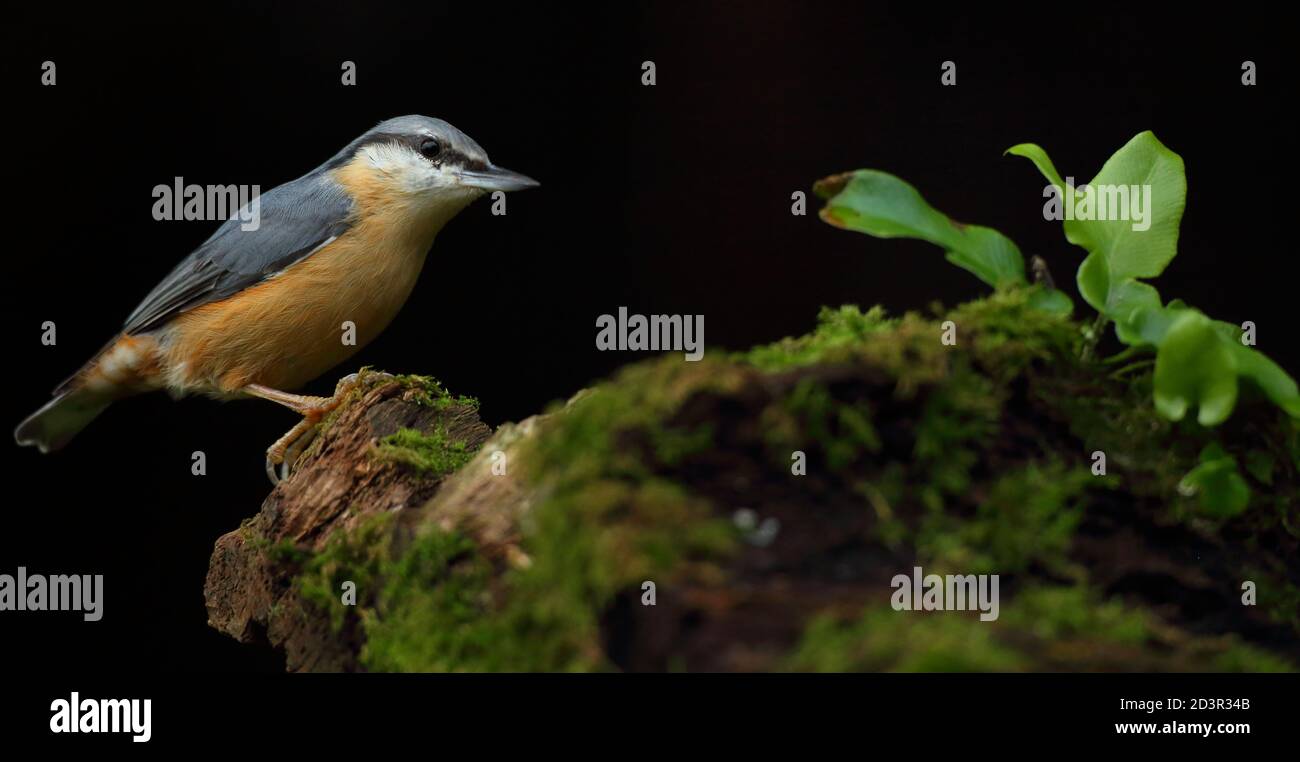 Portrait d'un Nuthatch eurasien ( Sitta Europaea ) à la recherche de noix dans les bois gallois. Prise près de Llanidloes, pays de Galles, en août 2020. Banque D'Images