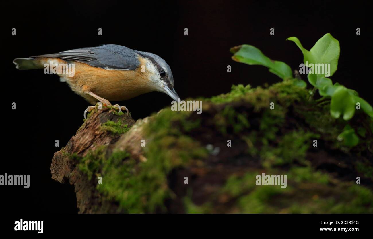 Portrait d'un Nuthatch eurasien ( Sitta Europaea ) à la recherche de noix dans les bois gallois. Prise près de Llanidloes, pays de Galles, en août 2020. Banque D'Images
