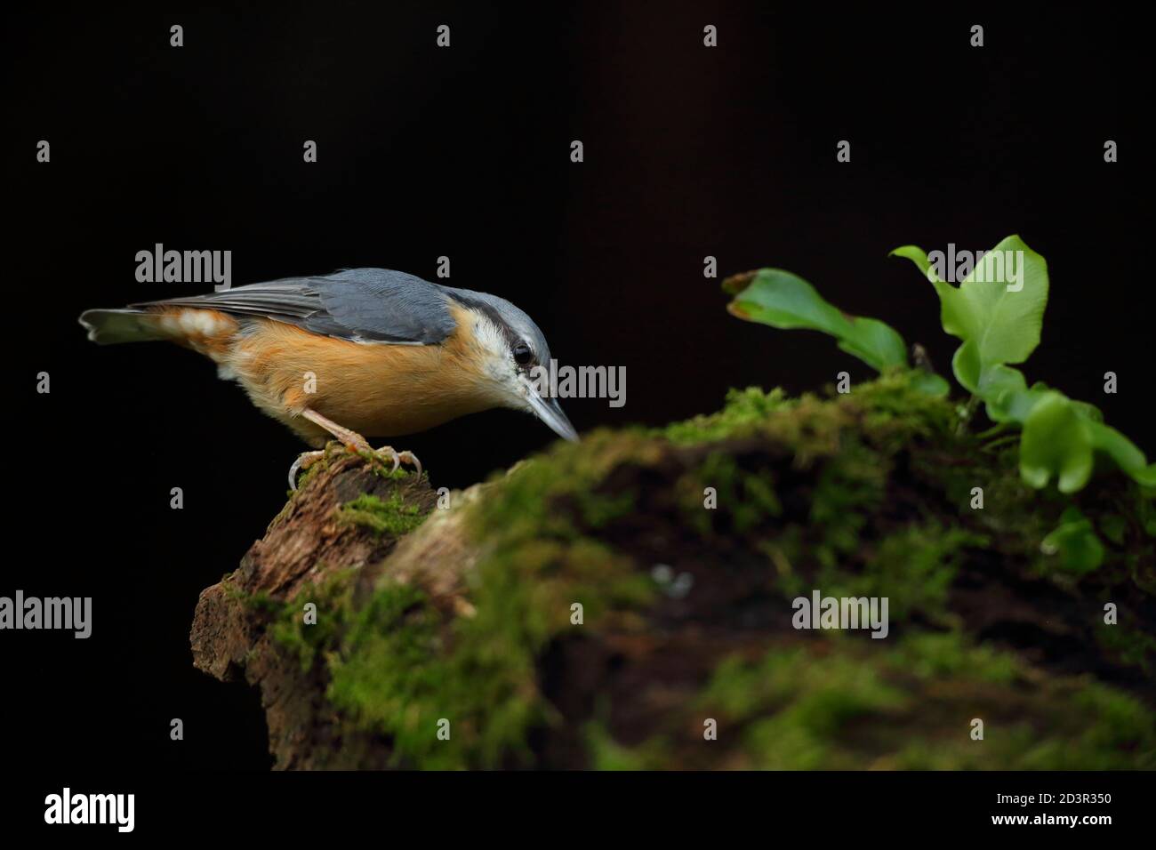 Portrait d'un Nuthatch eurasien ( Sitta Europaea ) à la recherche de noix dans les bois gallois. Prise près de Llanidloes, pays de Galles, en août 2020. Banque D'Images