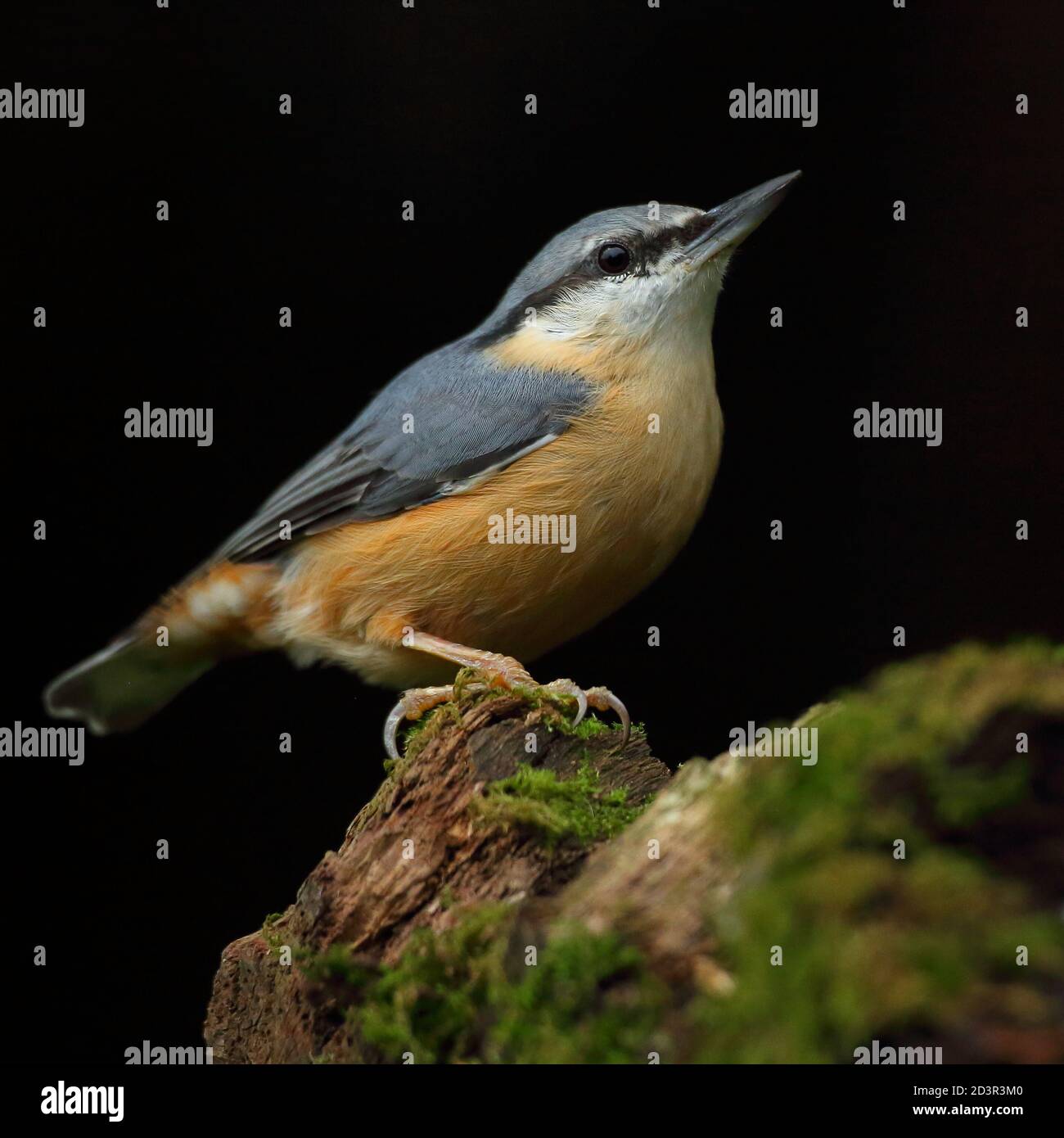 Portrait d'un Nuthatch eurasien ( Sitta Europaea ) à la recherche de noix dans les bois gallois. Prise près de Llanidloes, pays de Galles, en août 2020. Banque D'Images