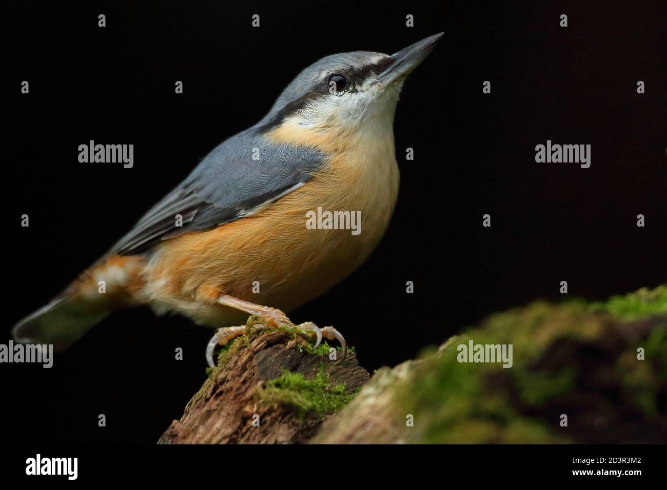Portrait d'un Nuthatch eurasien ( Sitta Europaea ) à la recherche de noix dans les bois gallois. Prise près de Llanidloes, pays de Galles, en août 2020. Banque D'Images