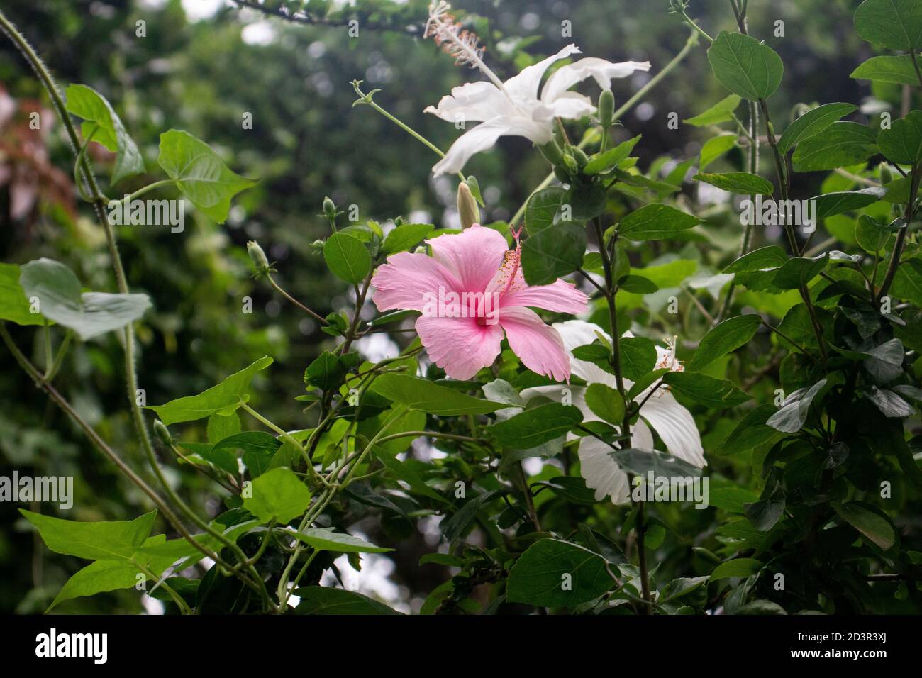 Fleur de joba blanc et rose ou fleur d'hibiscus ou un roses de chine Banque D'Images