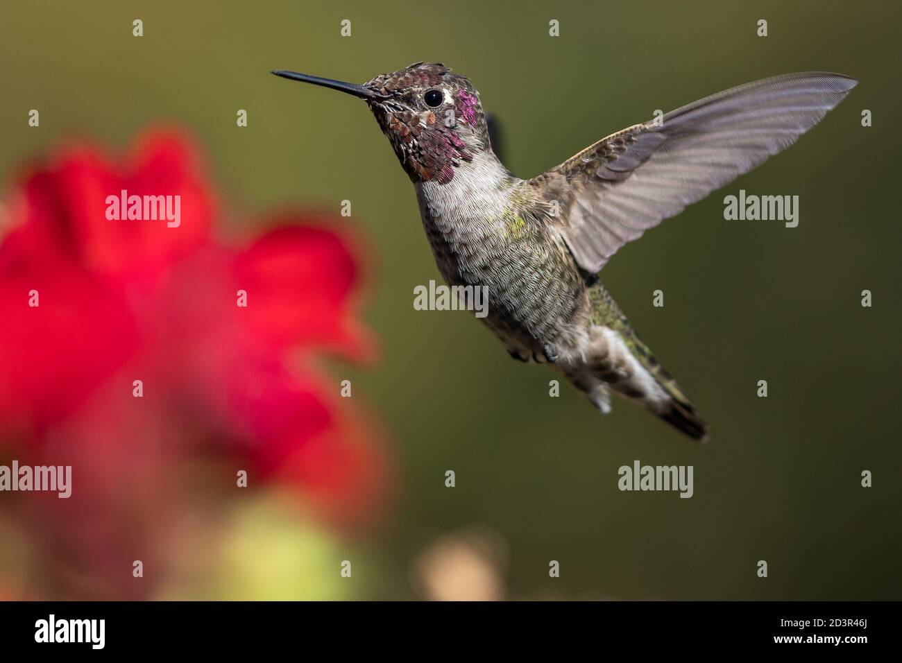Hummingbird vole, battant ses ailes en vol. Oregon, Ashland, Cascade Siskiyou National Monument, automne Banque D'Images