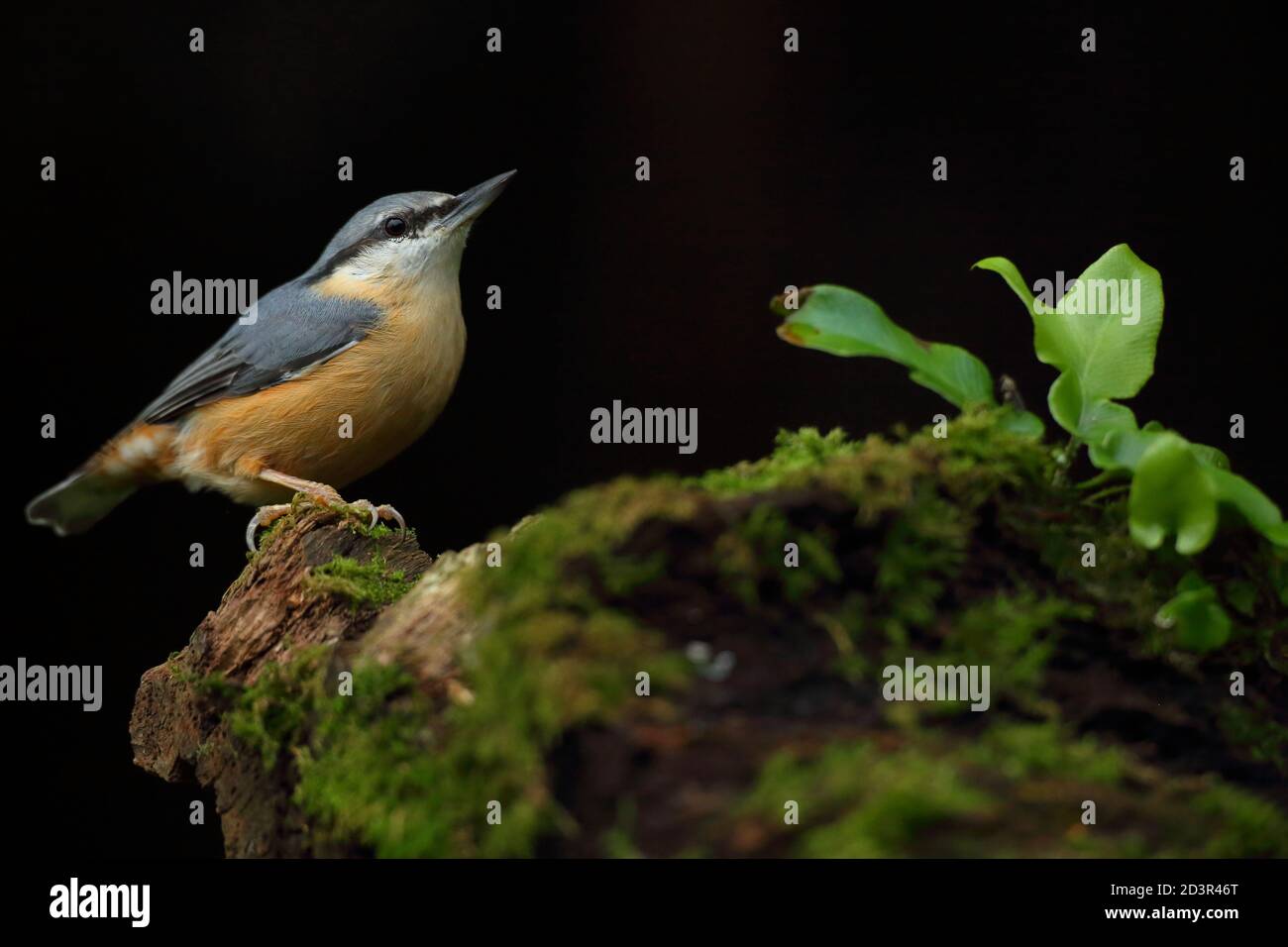 Portrait d'un Nuthatch eurasien ( Sitta Europaea ) à la recherche de noix dans les bois gallois. Prise près de Llanidloes, pays de Galles, en août 2020. Banque D'Images