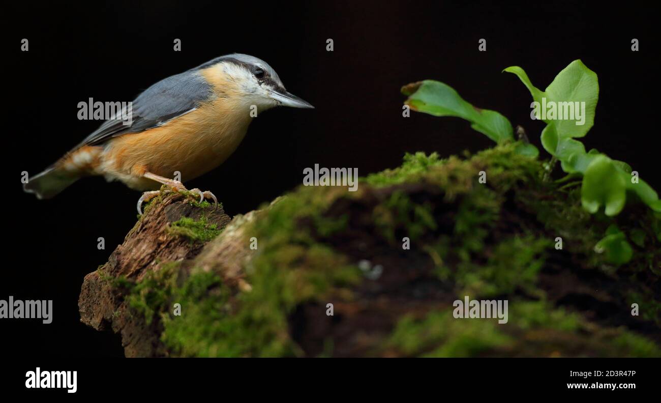 Portrait d'un Nuthatch eurasien ( Sitta Europaea ) à la recherche de noix dans les bois gallois. Prise près de Llanidloes, pays de Galles, en août 2020. Banque D'Images