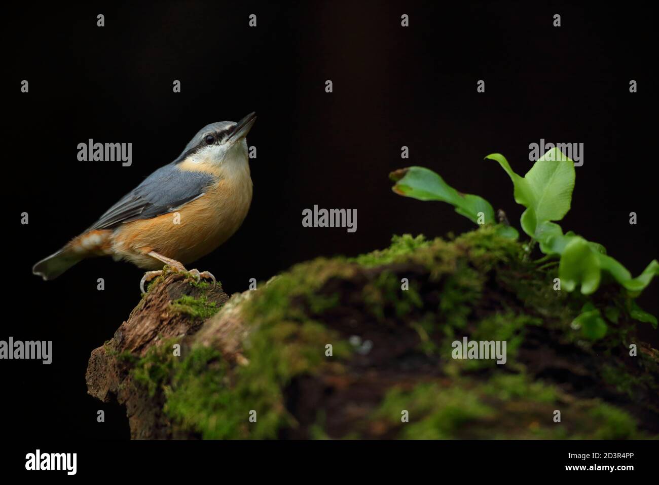 Portrait d'un Nuthatch eurasien ( Sitta Europaea ) à la recherche de noix dans les bois gallois. Prise près de Llanidloes, pays de Galles, en août 2020. Banque D'Images