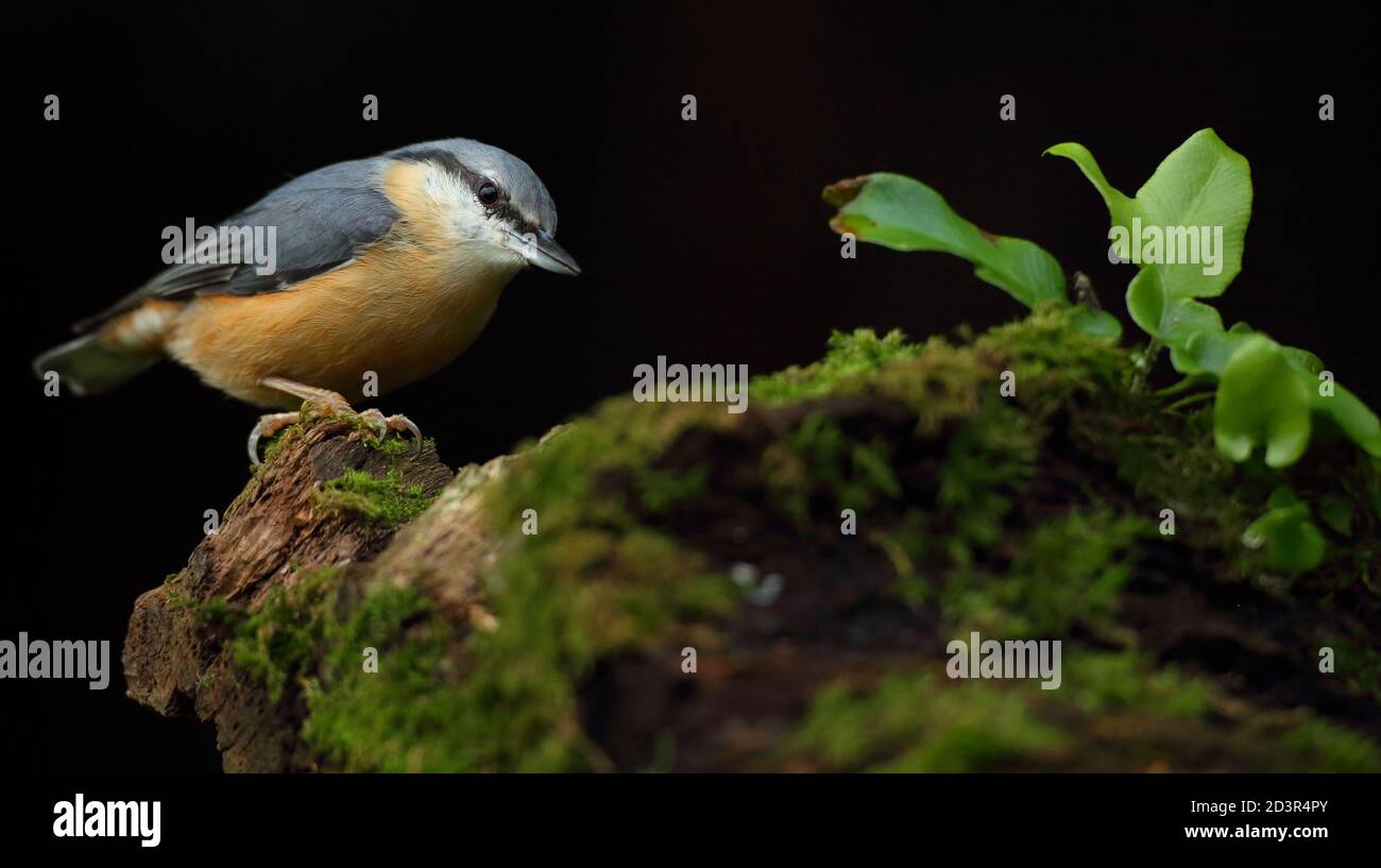 Portrait d'un Nuthatch eurasien ( Sitta Europaea ) à la recherche de noix dans les bois gallois. Prise près de Llanidloes, pays de Galles, en août 2020. Banque D'Images
