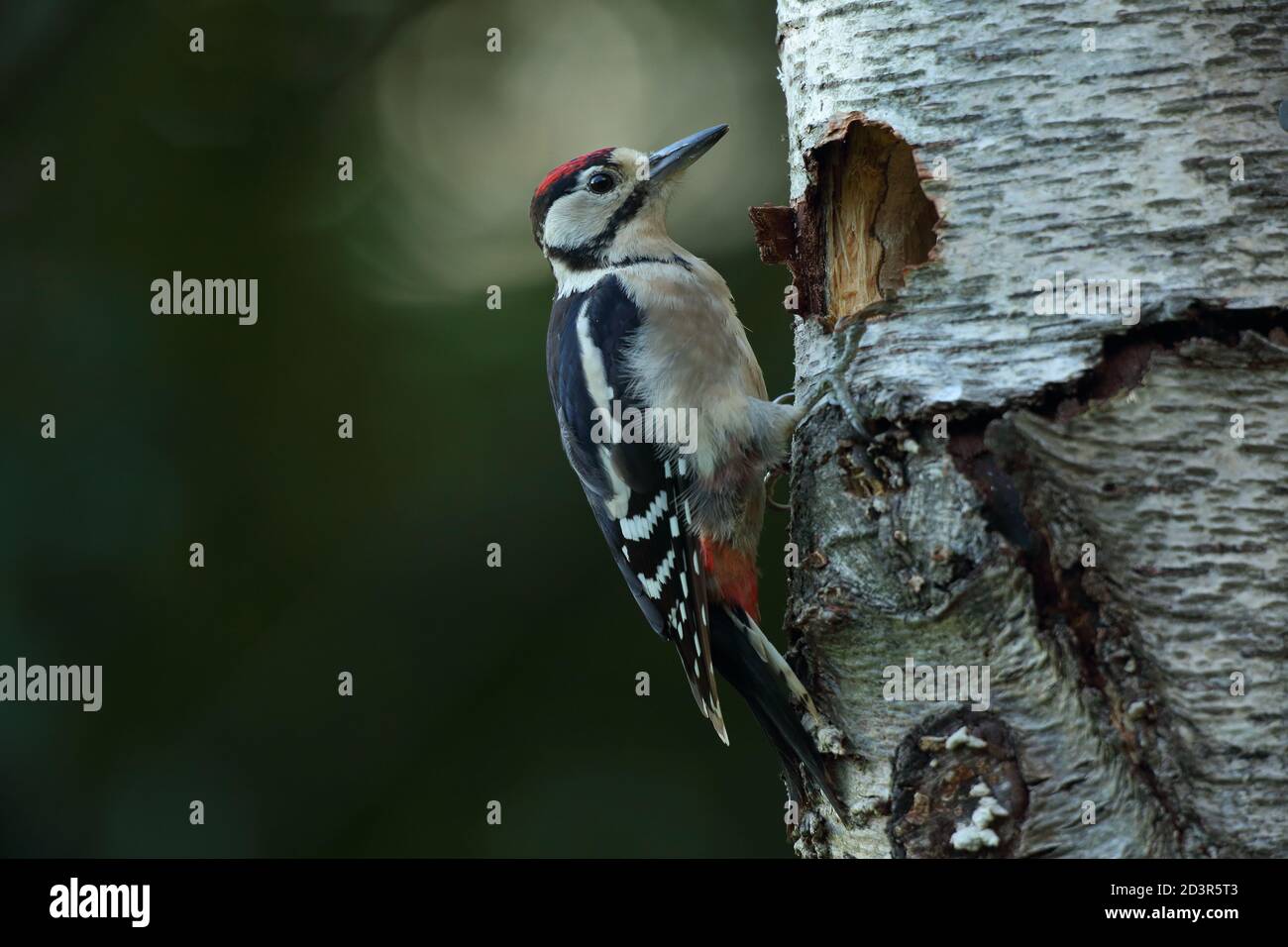 Petit pic tacheté juvénile ( Dendrocopos Major ) par trou de nid en été, pris au pays de Galles 2020. Banque D'Images