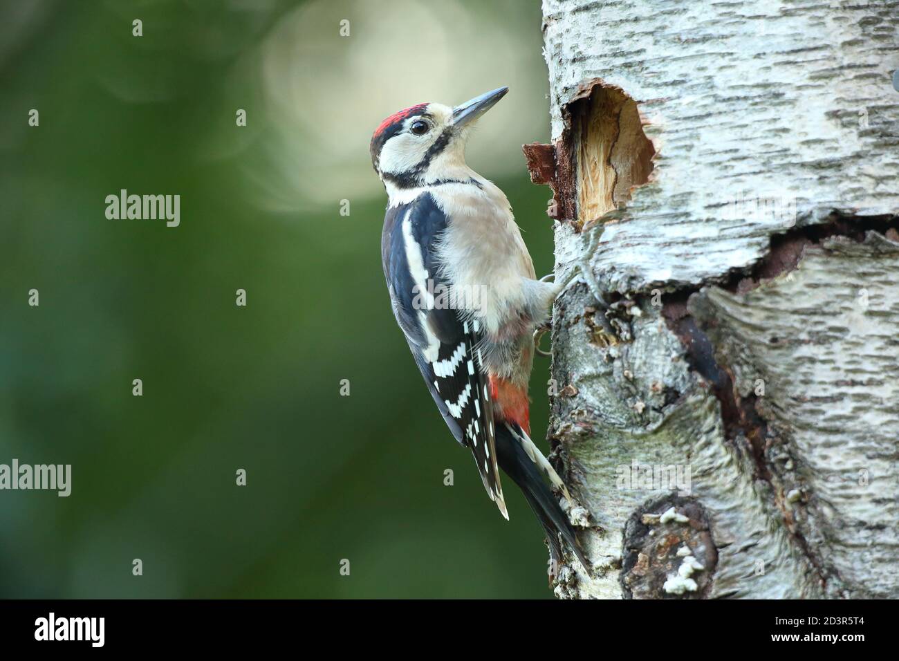 Petit pic tacheté juvénile ( Dendrocopos Major ) par trou de nid en été, pris au pays de Galles 2020. Banque D'Images